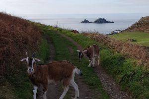 Goats on Cornish coastal path