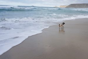 Dog on beach